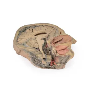 3D Printed Median Section Through Head Sagittal Section of Head with Deep Dissection