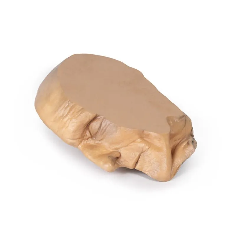 3D Printed Median Section Through Head Sagittal Section of Head with Deep Dissection