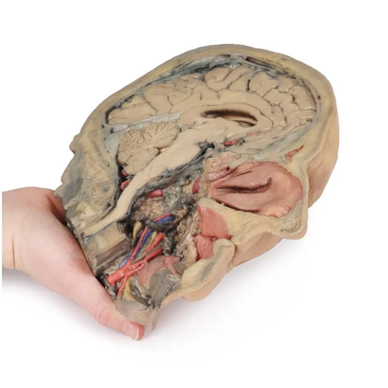3D Printed Median Section Through Head Sagittal Section of Head with Deep Dissection