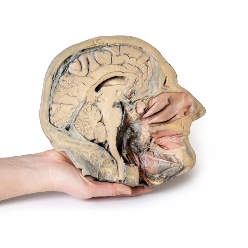 3D Printed Median Section Through Head Sagittal Section of Head with Deep Dissection