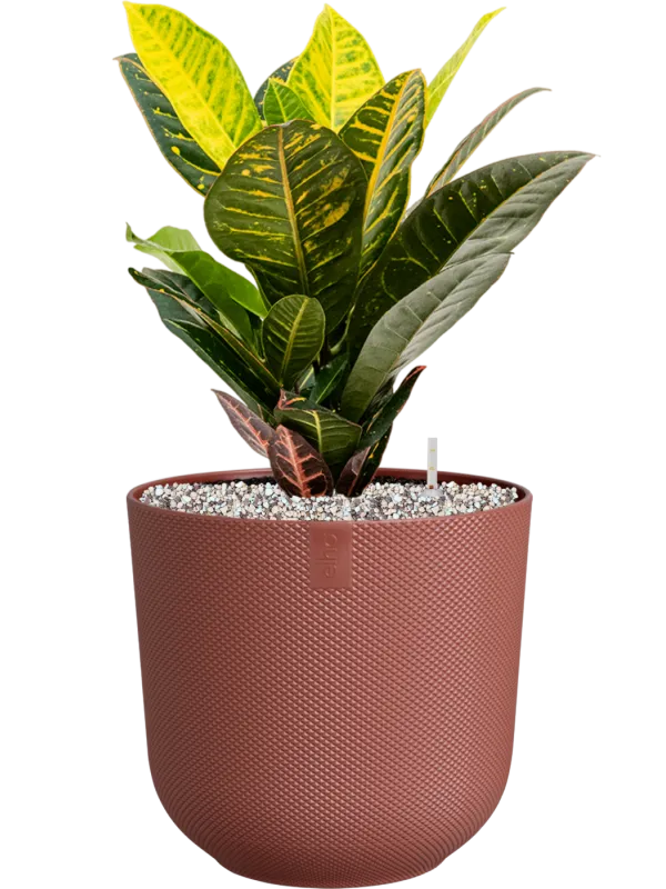 Croton (Codiaeum) variegatum 'Petra' in Jazz Office Plant With Pot 50cm Height 17cm Dia