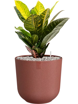 Croton (Codiaeum) variegatum 'Petra' in Jazz Office Plant With Pot 50cm Height 17cm Dia