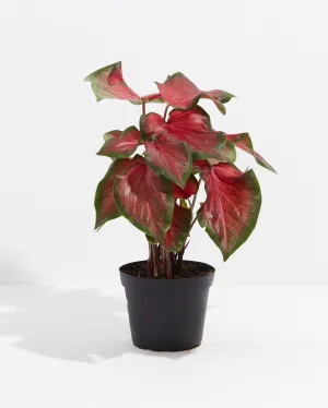 Red Ruffles Premium Caladium