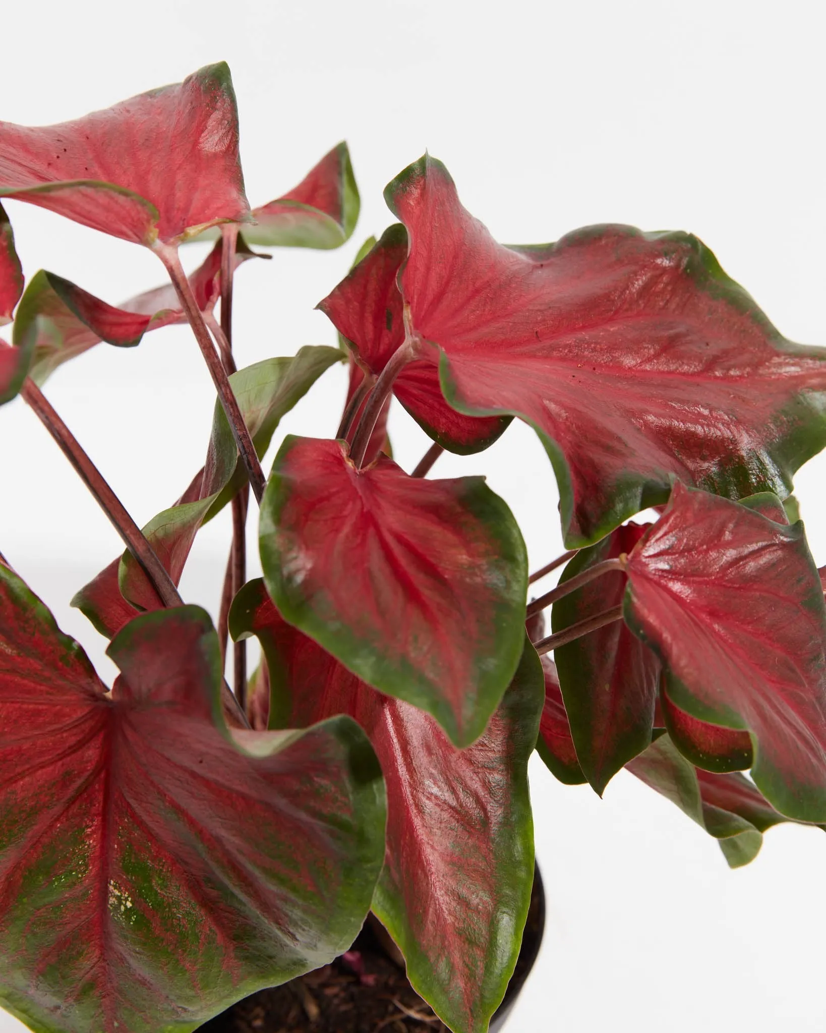 Red Ruffles Premium Caladium