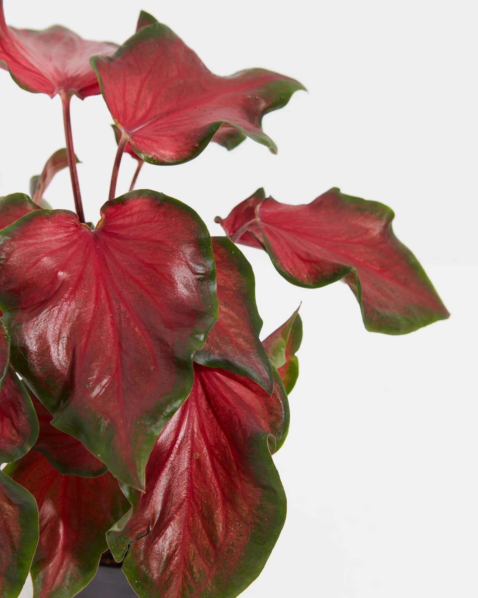 Red Ruffles Premium Caladium